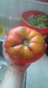 Locally Grown Tomato
