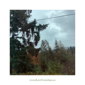 Rainy Day Drive to Nanaimo I Love Cowichan Blog Post October 2019