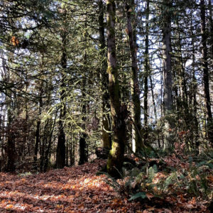 A stroll through the forest at Bright Angel Park in the Cowichan Valley BC