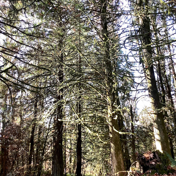 A stroll through the forest at Bright Angel Park in the Cowichan Valley BC