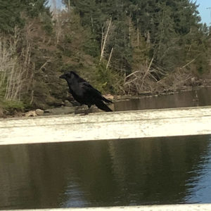 Crow on Dock